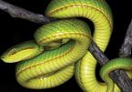 Phát hiện loài rắn mới trùng tên pháp sư nổi tiếng trong Harry Potter
