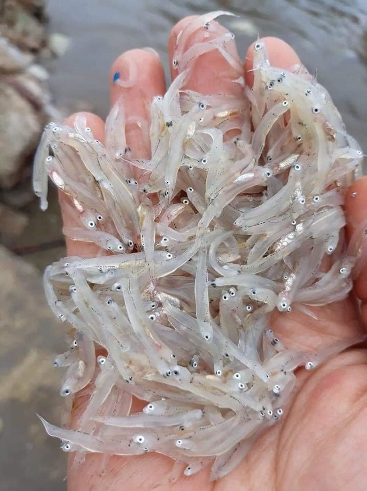 Mỗi năm chỉ có 1 lần, loại cá không xương ở sông Đà mới đầu mùa đã cháy hàng