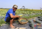 Quảng Nam: Được mùa, giá lên cao, nông dân Phú Ninh “trúng đậm” mùa dưa hấu