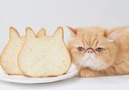 Phát sốt với những ổ bánh mỳ mặt mèo dễ thương nhất hệ mặt trời