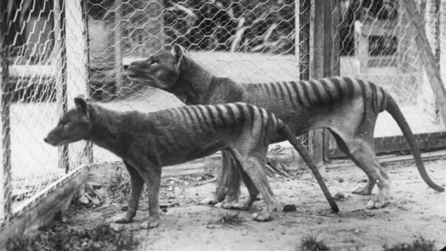 Video hiếm về chú hổ Tasmania cuối cùng ở Australia