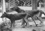 Video hiếm về chú hổ Tasmania cuối cùng ở Australia