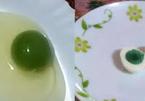 Hi hữu: Gà đẻ trứng xanh lạ kỳ ở Ấn Độ