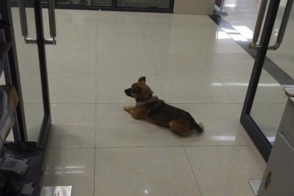 Covid-19,chú chó trung thành,chú chó đợi chủ nhân,Vũ Hán,Trung Quốc