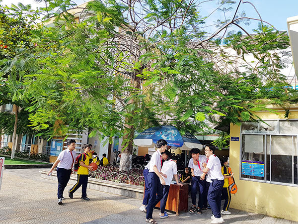 Từ vụ cây đổ đè chết học sinh thấy 'lỗ hổng' quản lý cây xanh trường học ở Đà Nẵng