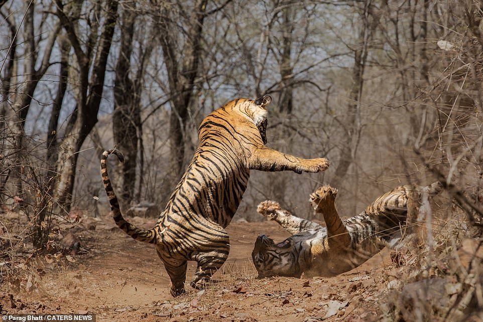 Thế giới động vật: Tranh giành lãnh thổ, hai mẹ con hổ tương tàn