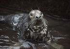 Video: Giải cứu những chú hải cẩu bị mặc kẹt rác thải nhựa