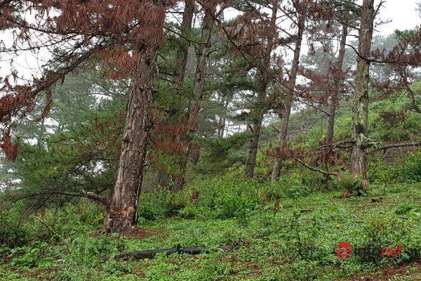Rừng thông cổ thụ Langbiang bị tàn phá, chủ rừng nói 'tại dân'