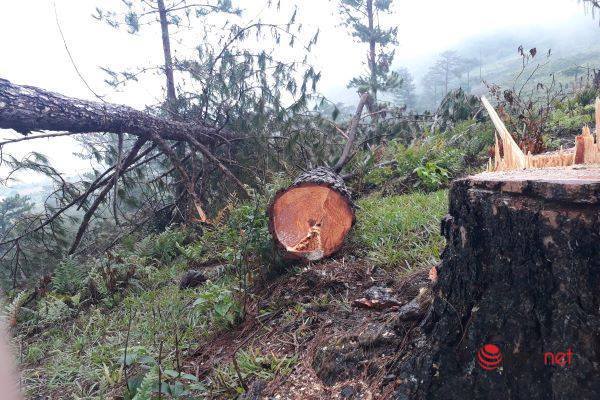 Rừng thông cổ thụ Langbiang bị tàn phá, chủ rừng nói 'tại dân'