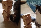 Video: Bất ngờ trước khả năng chơi xếp gỗ "cao thủ" của... một chú mèo