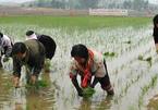 Nông dân Triều Tiên hối hả trồng lúa đối phó thiếu hụt lương thực