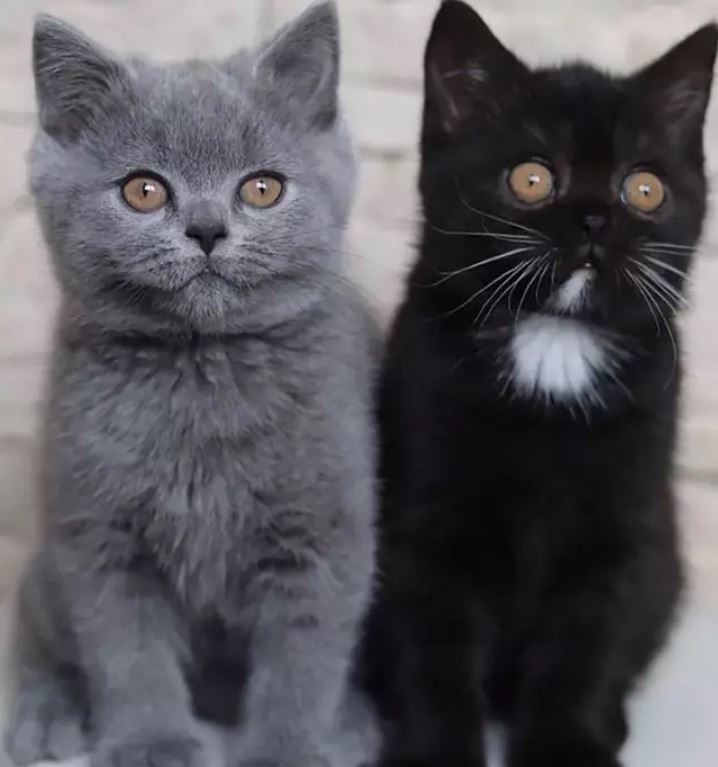 mèo hai mặt