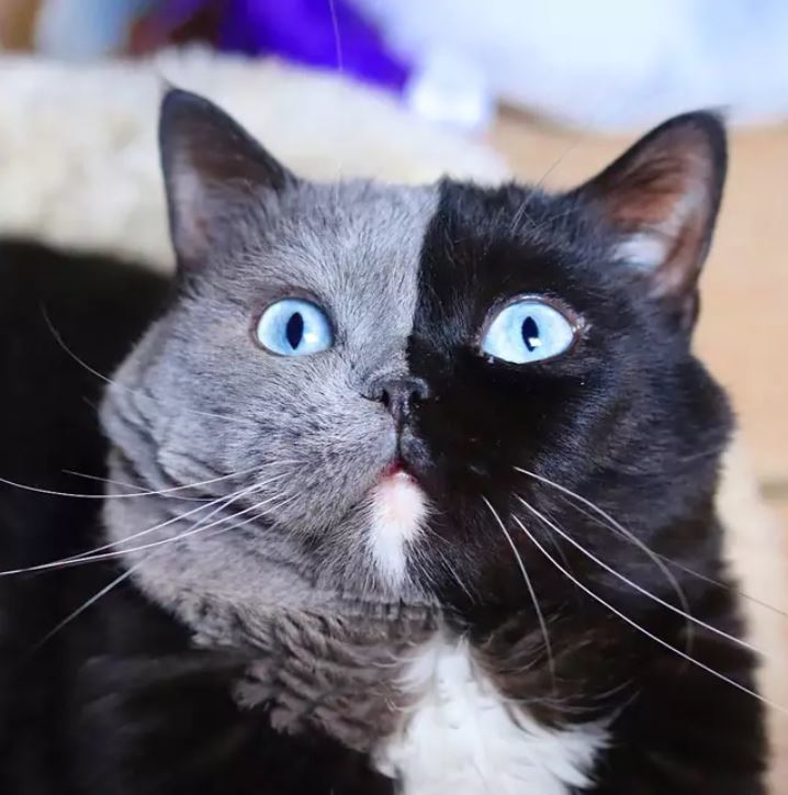 "The Legacy of the Famous Two-Faced Cat Sends the Internet into a Frenzy"