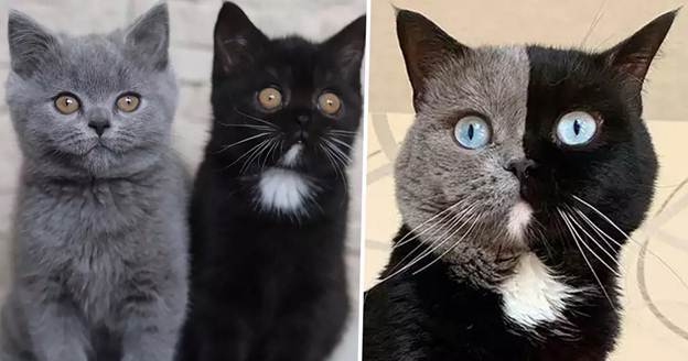 "The Legacy of the Famous Two-Faced Cat Sends the Internet into a Frenzy"