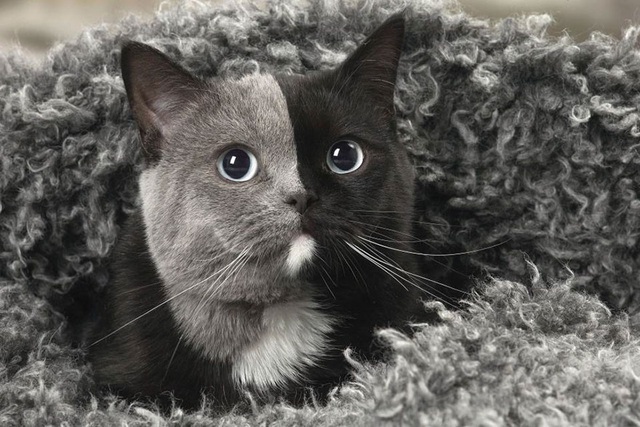 "The Legacy of the Famous Two-Faced Cat Sends the Internet into a Frenzy"