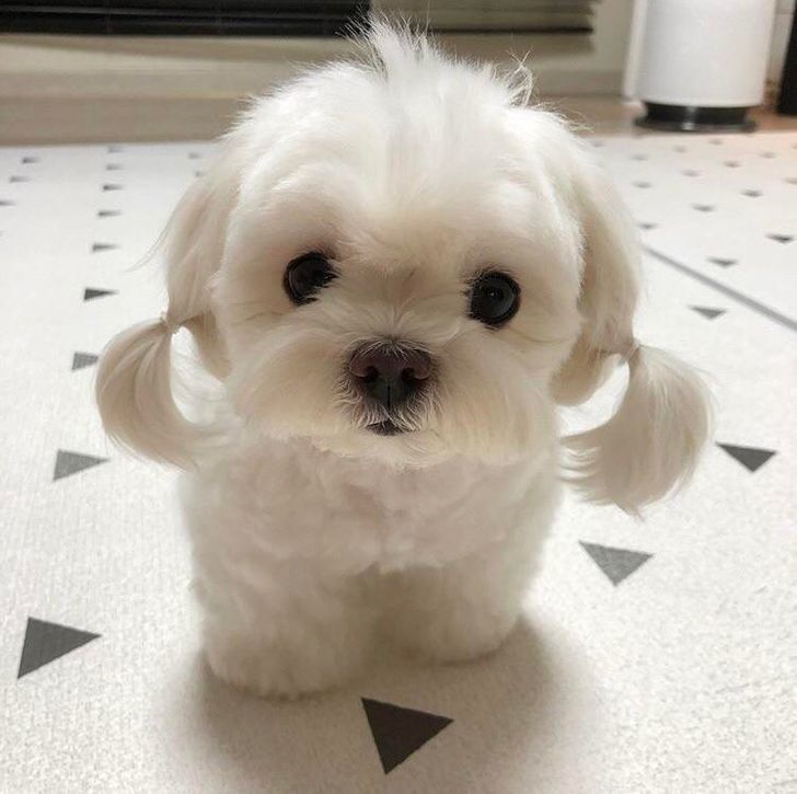 tóc cún cưng