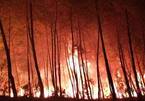 Nghệ An: Rừng thông bùng cháy dữ dội nhiều lần sau khi dập lửa