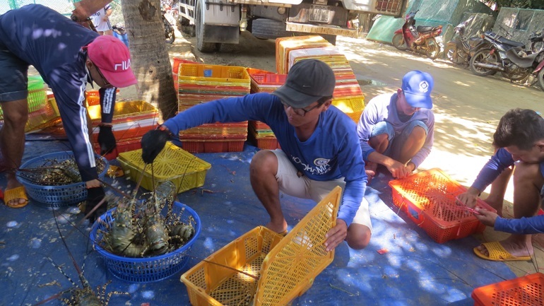 Nhộn nhịp mua bán tôm hùm, bào ngư, cua hoàng đế trên chợ mạng