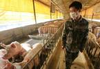 Chủng cúm lợn mới ở Trung Quốc liệu có thành đại dịch?