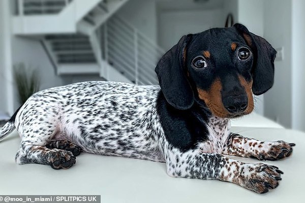 Chú chó 'ngoài hành tinh' nổi tiếng mạng xã hội với ngoại hình khác lạ