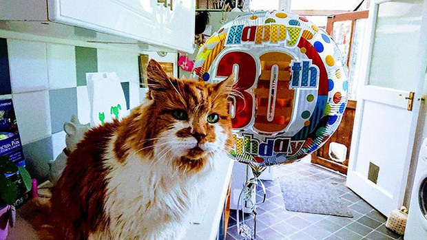 Xúc động câu chuyện về chú mèo già nhất thế giới vừa qua đời ở tuổi 32