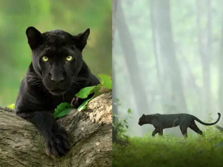 Báo đen là một loài động vật rất mạnh mẽ và đáng sợ. Tuy nhiên, hình ảnh báo đen rất ấn tượng với mẫu lông đen sáng bóng và vòng mắt xanh tím quyến rũ.
