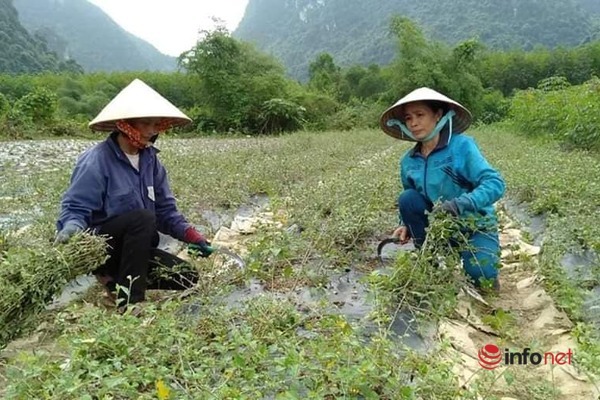 Nghỉ việc nhà nước, đôi vợ chồng trồng thành công cây cà gai leo trên vùng đất “gió Lào”