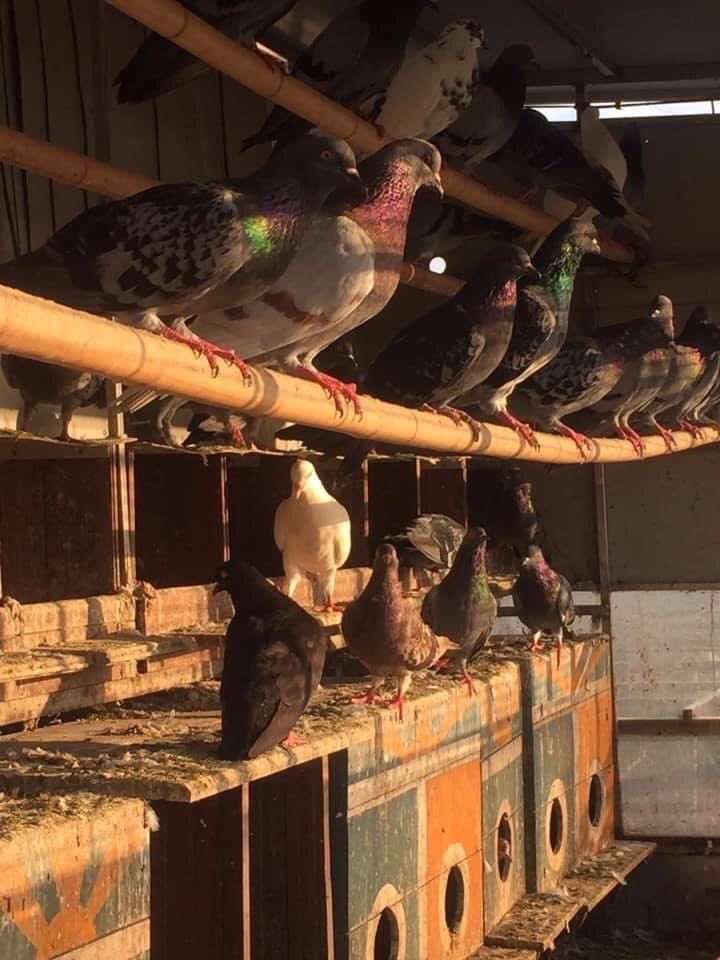 Mỹ mãn khu vườn trồng rau, nuôi gà trên sân thượng ở Hà Nội