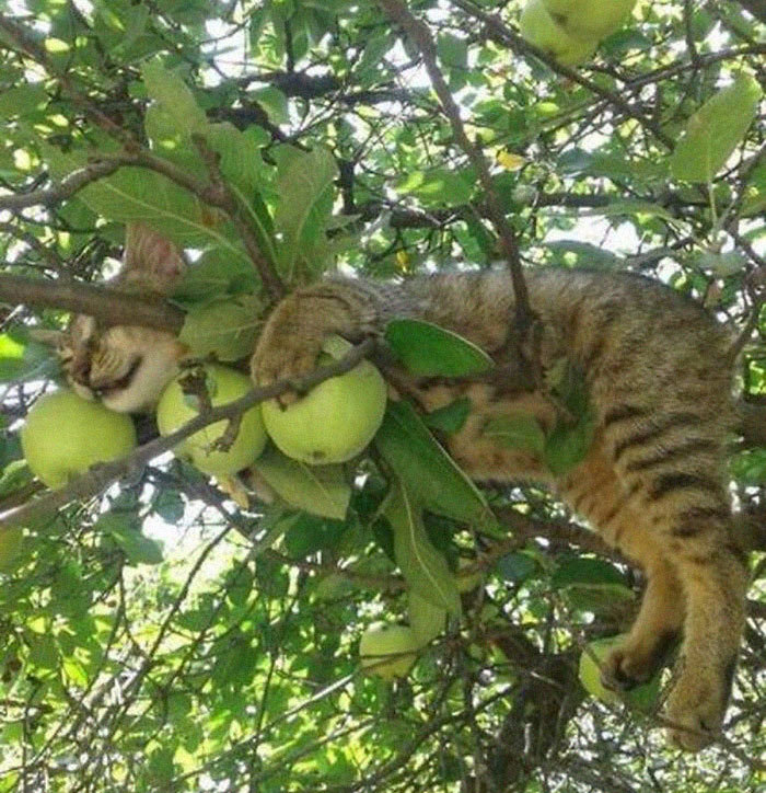 Bạn yêu thích những chú mèo đáng yêu? Hãy đến với hình ảnh mèo trèo cây đầy thú vị này. Xem chúng bám trụ lên những cành cây thật nhanh và khéo léo như thế nào. Đảm bảo bạn sẽ cười sảng khoái và rất thích thú.