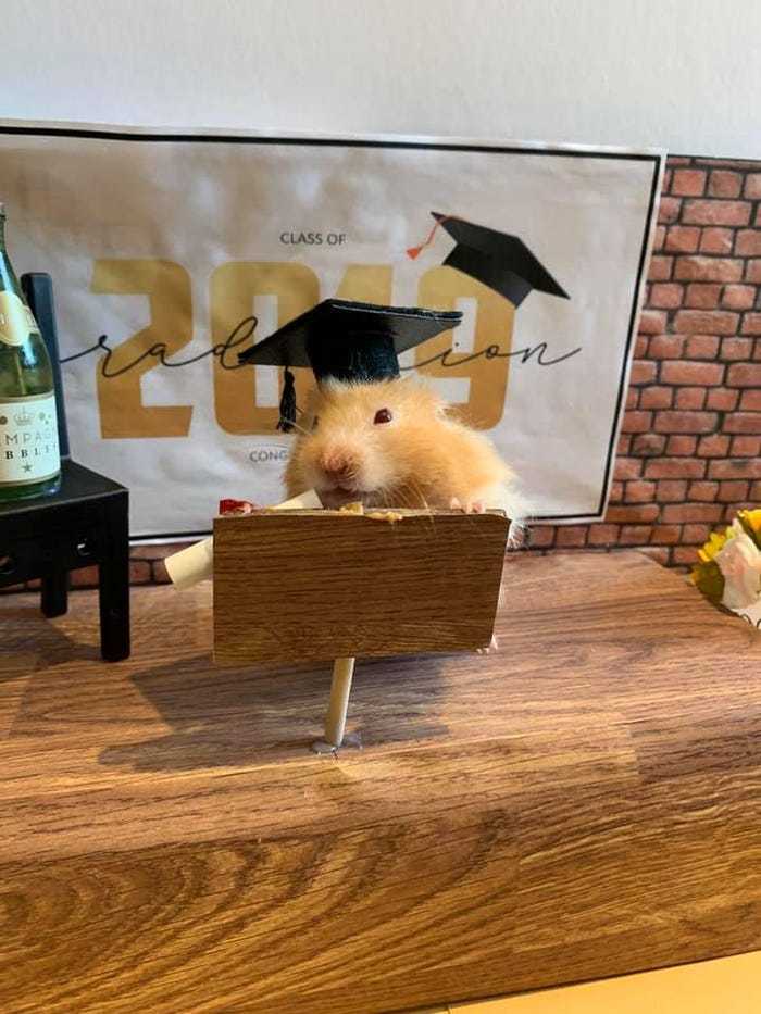 mô hình cho chuột hamster