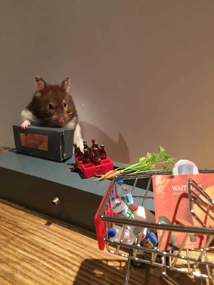 mô hình cho chuột hamster