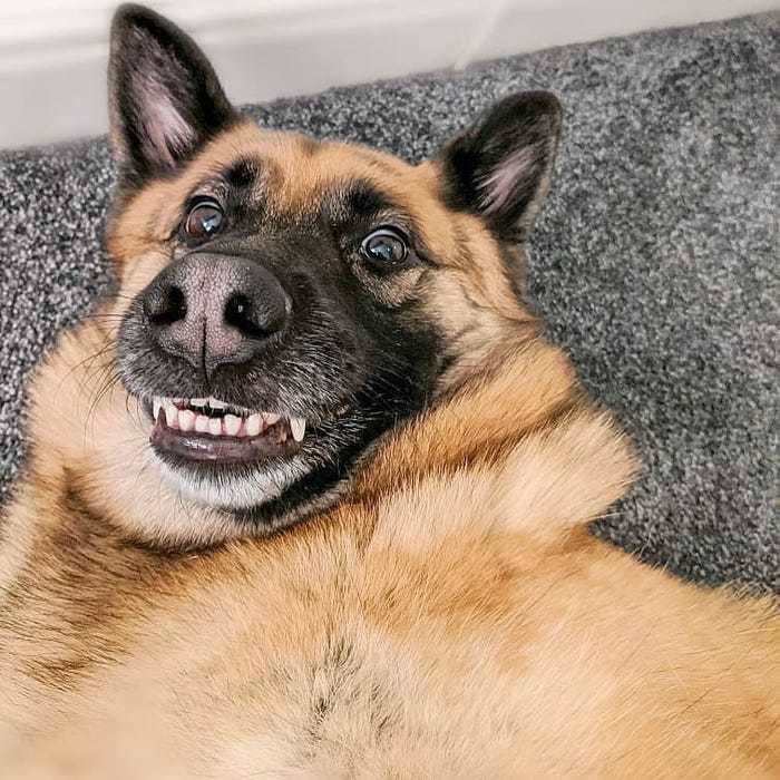 Sợ chó? Đừng lo, hãy xem những bức ảnh chó hài hước trên website của chúng tôi! Những chú chó đáng yêu và hài hước này sẽ giúp bạn thay đổi suy nghĩ về chúng và thậm chí mang đến cho bạn những tiếng cười tươi trẻ.