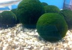 Sự thật về trào lưu nuôi tảo thành thú cưng phổ biển ở Nhật Bản