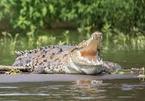 Kinh hoàng cá sấu xuất hiện trong khu dân cư ở Ấn Độ sau mưa bão