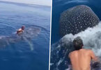 Khoảnh khắc người đàn ông cưỡi cá mập voi trên Biển Đỏ gây bão mạng