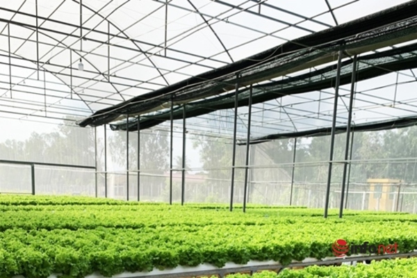 9X khởi nghiệp trồng rau công nghệ cao thành công