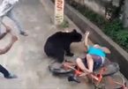 Gấu chạy vào khu dân cư tấn công người ở Ấn Độ