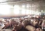 Giá lợn hơi xuống thấp, người chăn nuôi vẫn có lãi