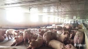 Giá lợn hơi xuống thấp, người chăn nuôi vẫn có lãi