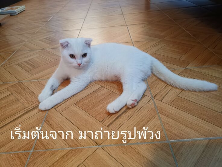 Sự thật về việc nhuộm lông mèo bằng nghệ ở Thái Lan