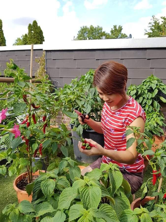 Phát thèm với khu vườn trĩu quả của mẹ Việt tại Đức