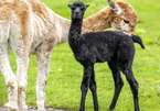 Lạc đà đen quý hiếm trị giá hàng nghìn USD chào đời ở Scotland