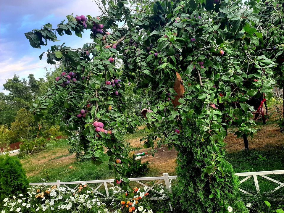 Bếp củi tuổi thơ và khu vườn 3.000m2 cây trái trĩu cành của mẹ Việt tại Nga