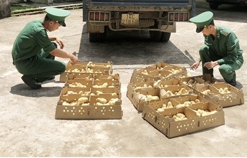 Quảng Ninh: Tiêu hủy hàng nghìn con gà giống nhập lậu phòng dịch bệnh