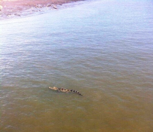 Quận 12 cảnh báo có cá sấu trên sông: Người lái đò đã thấy gì?