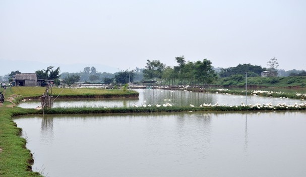 Nghệ An: Thêm trại vịt bị nhiễm dịch cúm gia cầm A/H5N6