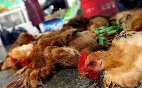 Vĩnh Long: Khống chế 1 ổ dịch cúm trên đàn gà ở Vũng Liêm