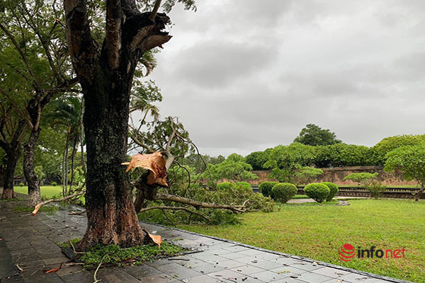 Huế: Hàng nghìn ngôi nhà tốc mái, cây xanh bật gốc la liệt sau bão số 5