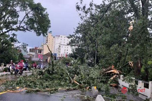 Huế: Hàng nghìn ngôi nhà tốc mái, cây xanh bật gốc la liệt sau bão số 5