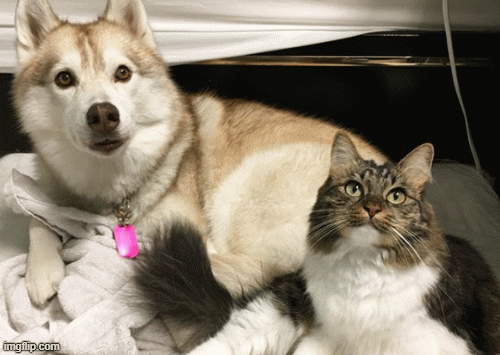 Những hình ảnh 'cưng xỉu' về tình bạn đặc biệt giữa mèo và chó Husky